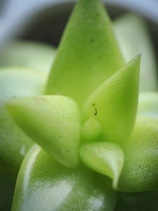 Macro image of a succulent taken on the OM System OM-3 with the Olympus M.Zuiko 30mm f/3.5 Macro