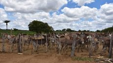 Brazil-penned-in-donkeys.-Credit-The-Donkey-Sanctuary.jpg