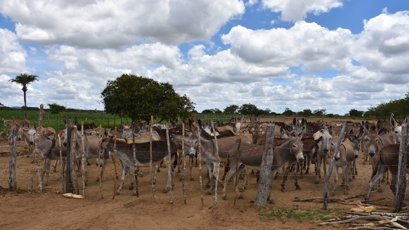 Brazil-penned-in-donkeys.-Credit-The-Donkey-Sanctuary.jpg