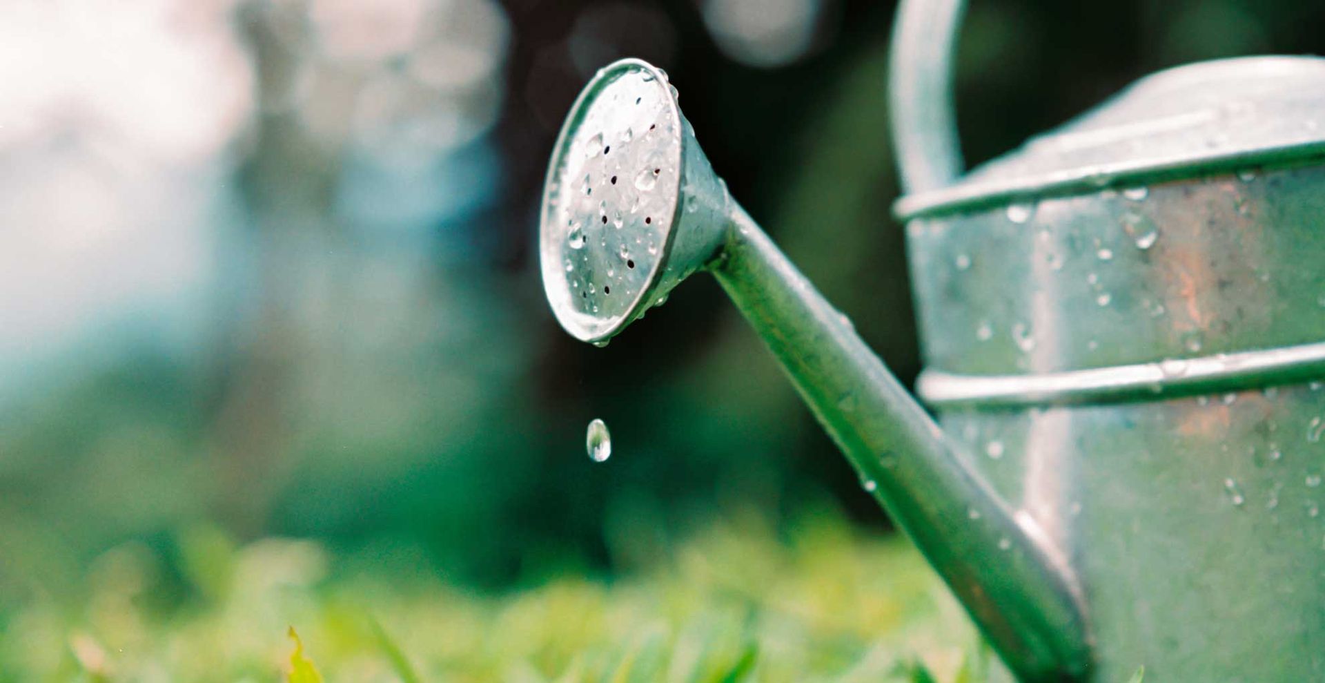 watering can on a lawn to show the importance of watering a lawn when you plant grass seed in spring