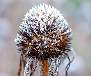 coneflower seed head in winter