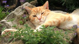 A ginger cat lying down behind a catnip plant