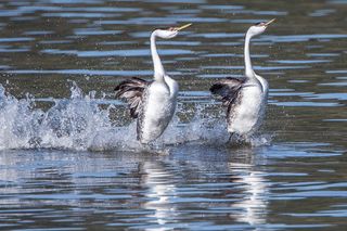 Two Western Grebes do a mating dance.