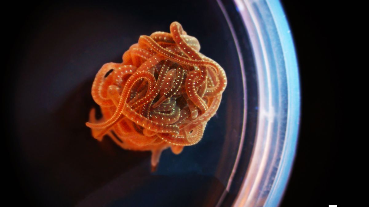 A blob of blackworms cluster together in a laboratory dish. 