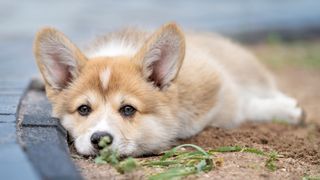 Corgi puppy asleep on sidewalk