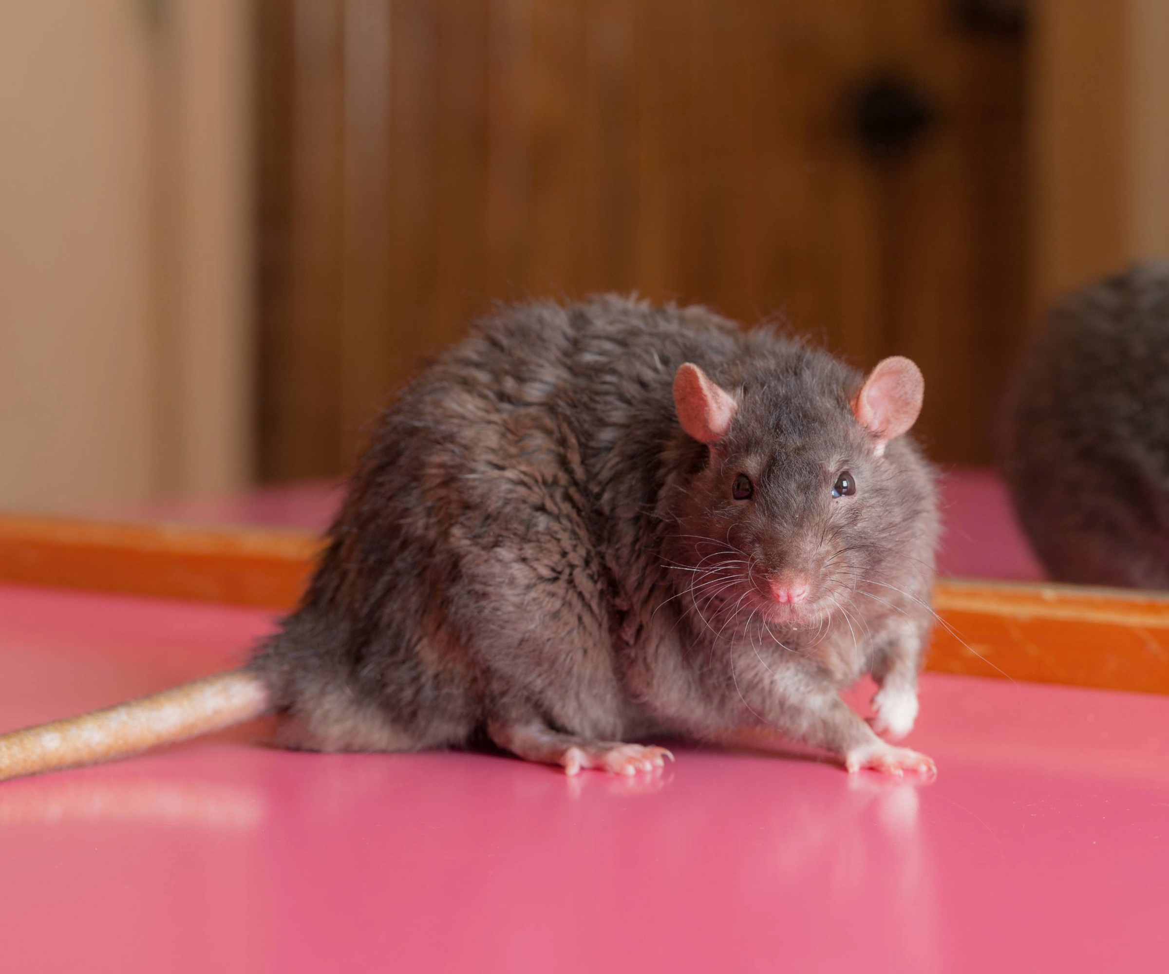 Rat lying on a pink surface in front of a mirror