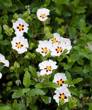 Cistus ladanifer. Gum rockrose flowers
