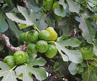 Fig tree, fig leaves