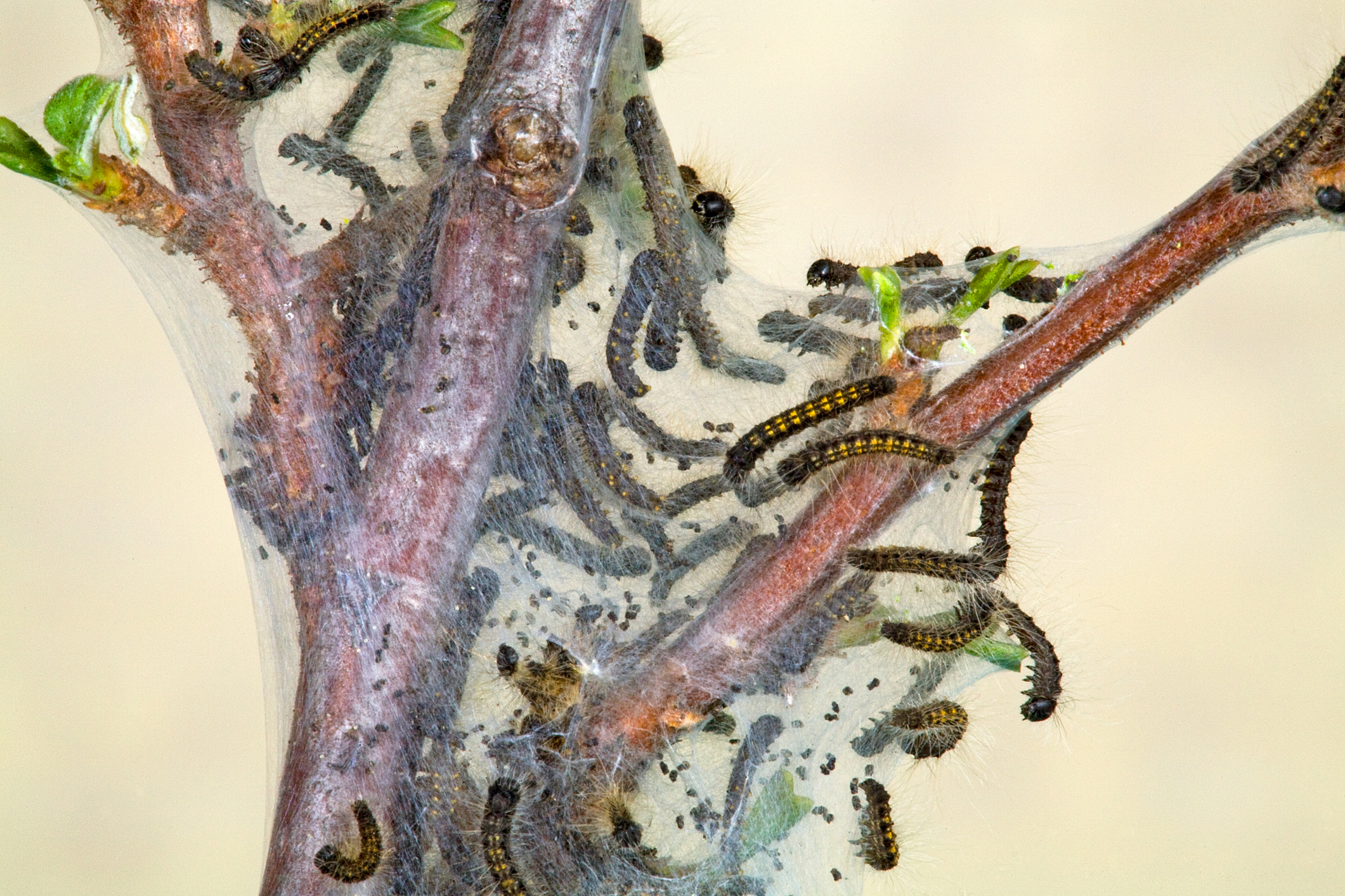 A cluster of tent caterpillars on a tree