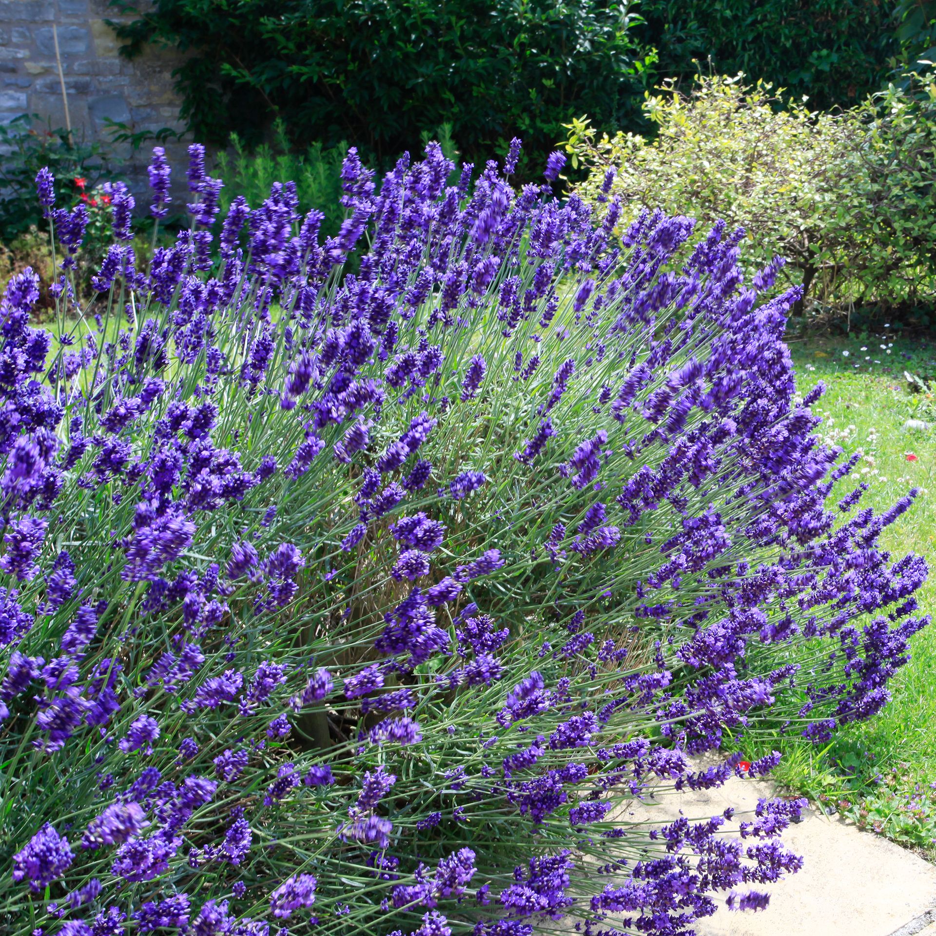 How to cut back lavender the Monty Don way Ideal Home