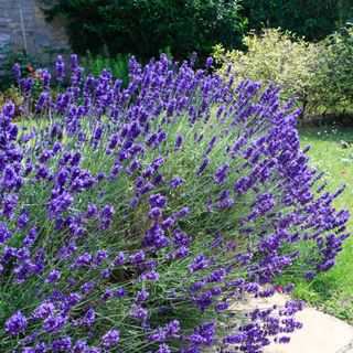 Lavender bush in garden with grass and bushes