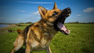 German Shepherd outside barking