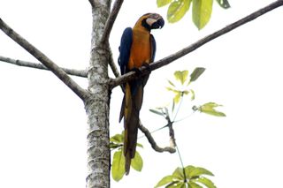 A macaw seen during an expedition in the Amazon.