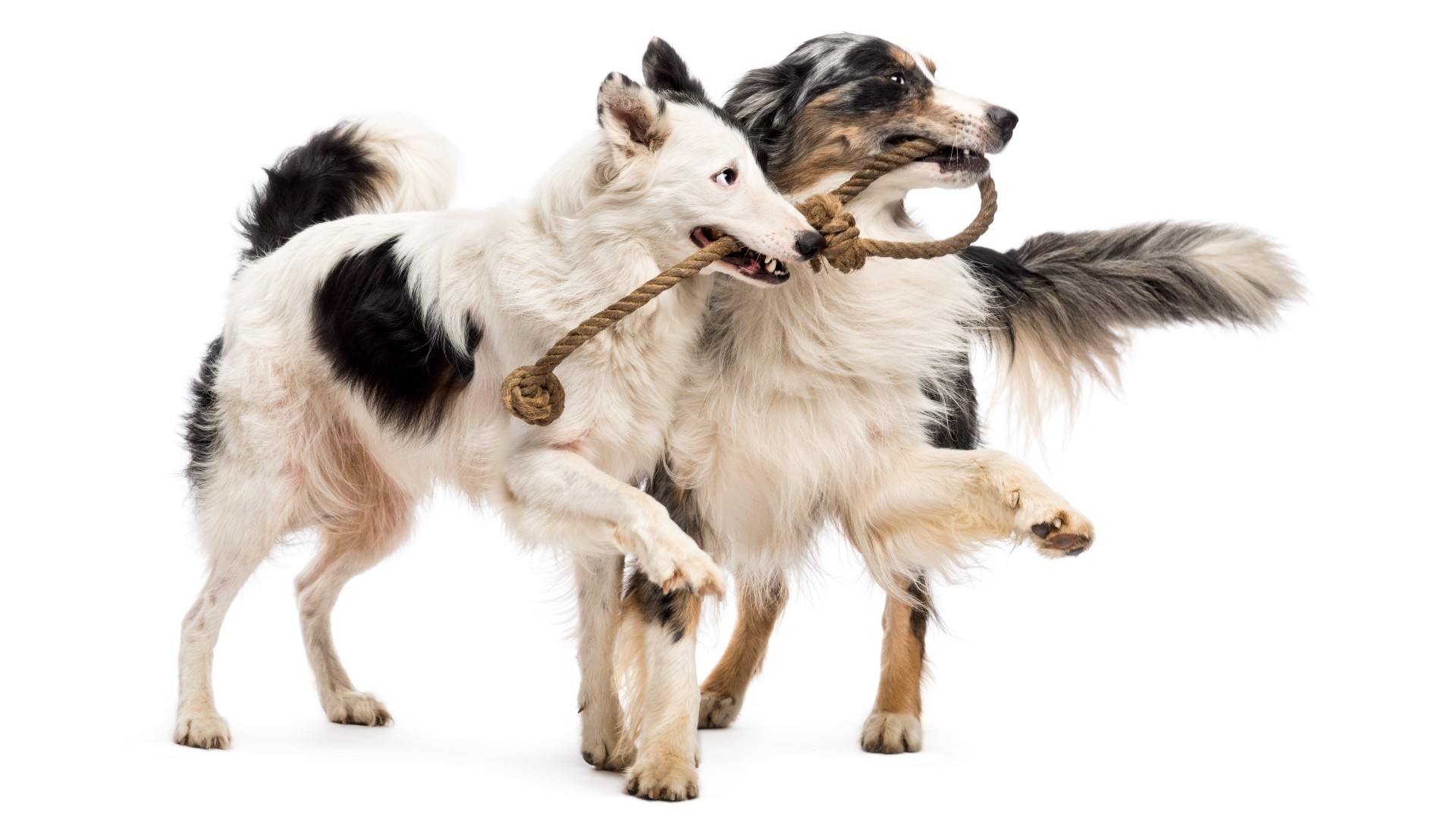 Border Collie and Australian Shepherd tugging at a rope