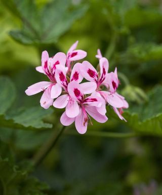 pink pelargonium flower
