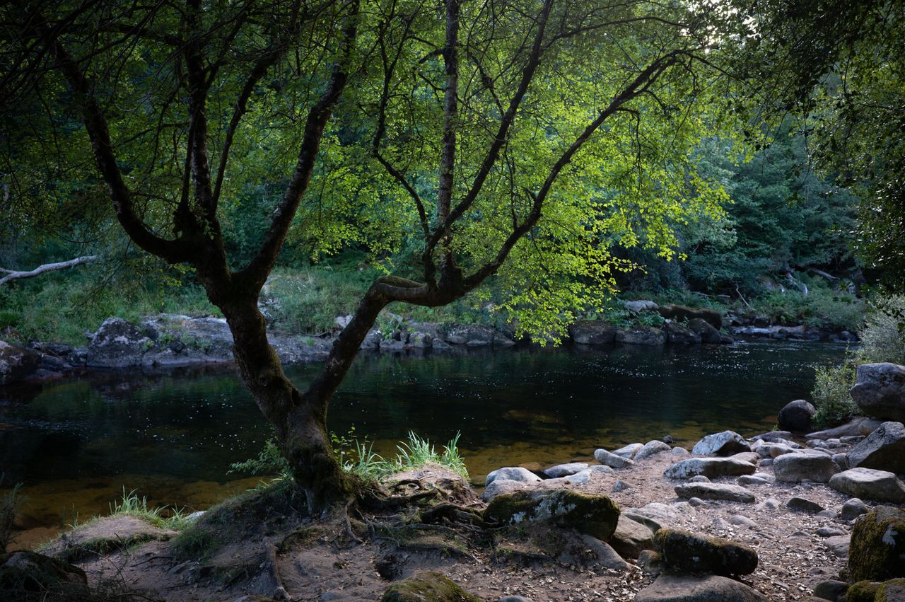 A tree lined river at last light, framed by one dramatic tree
