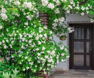 rambling rose by front door