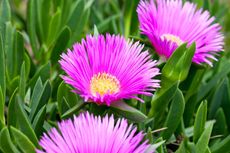 Purple Ice Plants