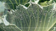 picture of cabbage with infestion of whiteflies