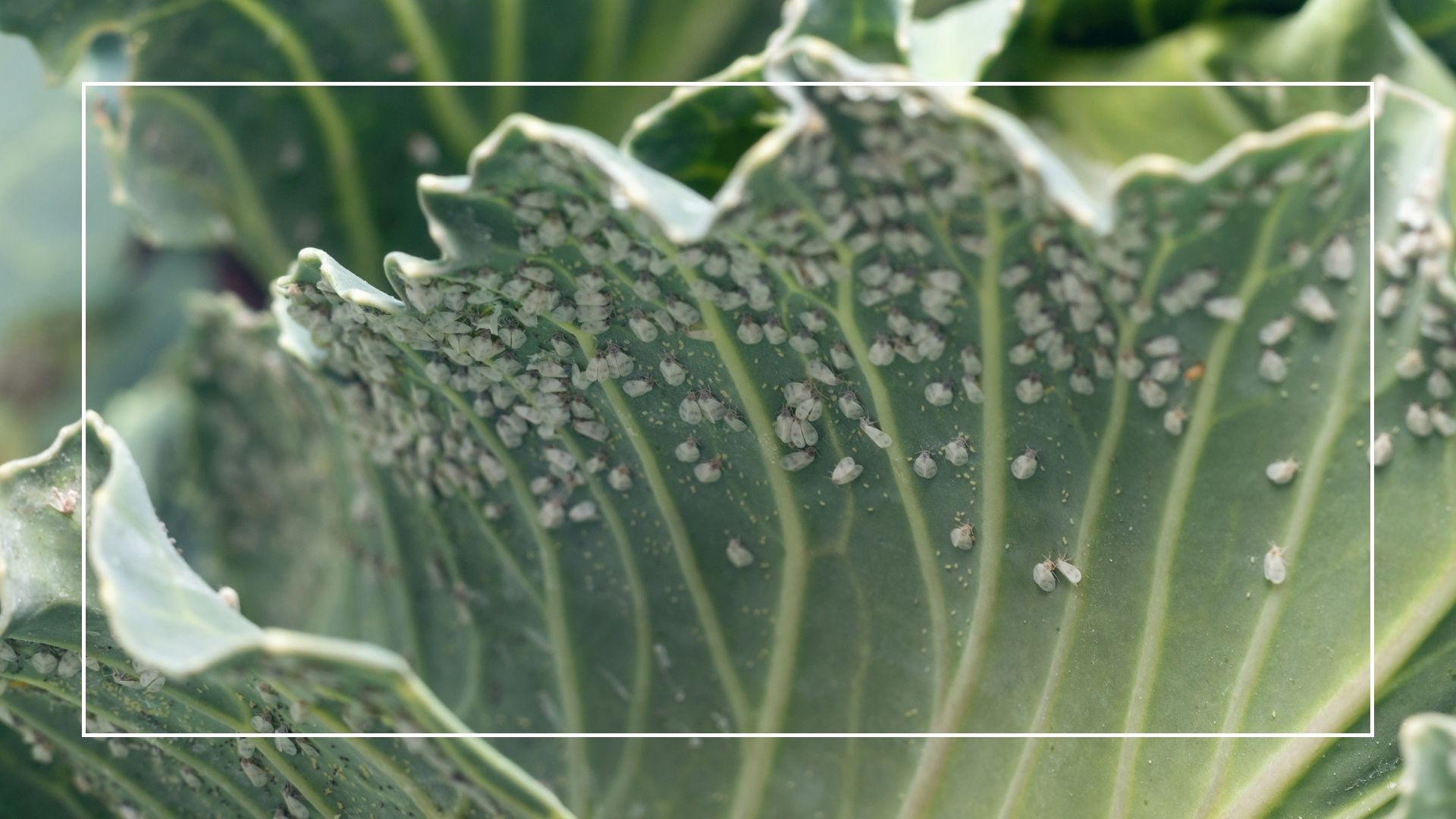 picture of cabbage with infestion of whiteflies