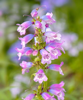 'Sour Grapes' penstemon