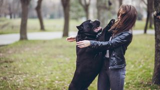 Neapolitan mastiff dog jumping up on woman in the park