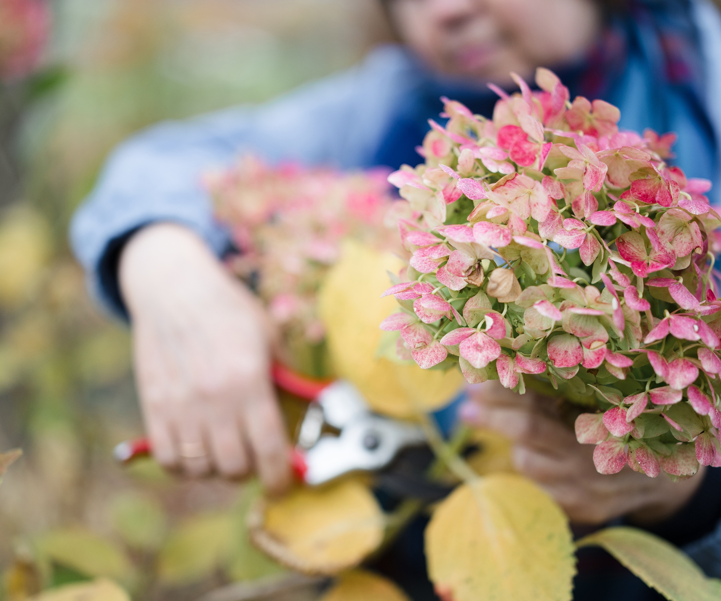 Pruning hydrangeas