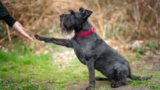 Standard Schnauzer