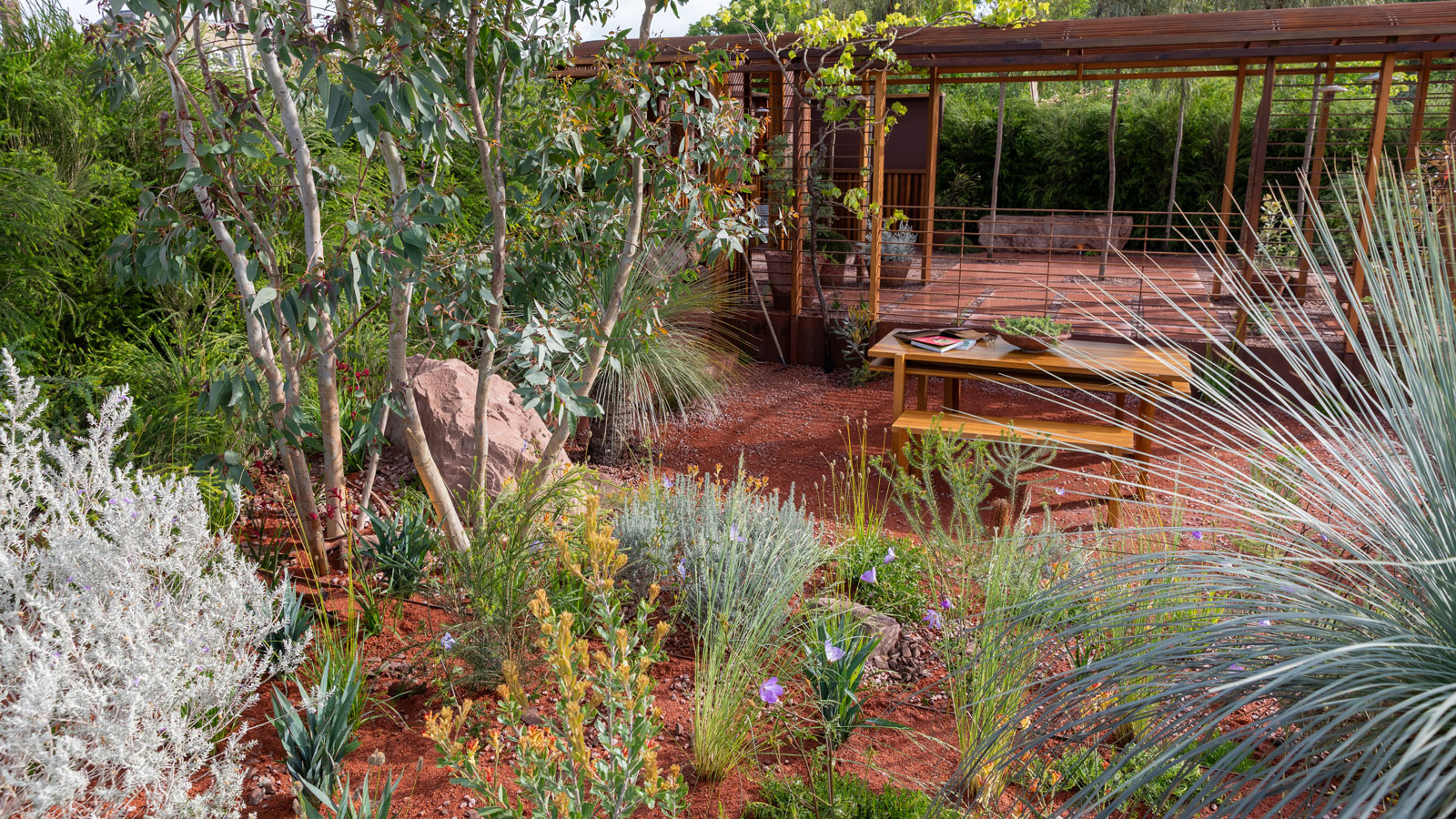 Mediterranean garden design with silver and gray foliage and multi-stem tree, plus a modern pergola