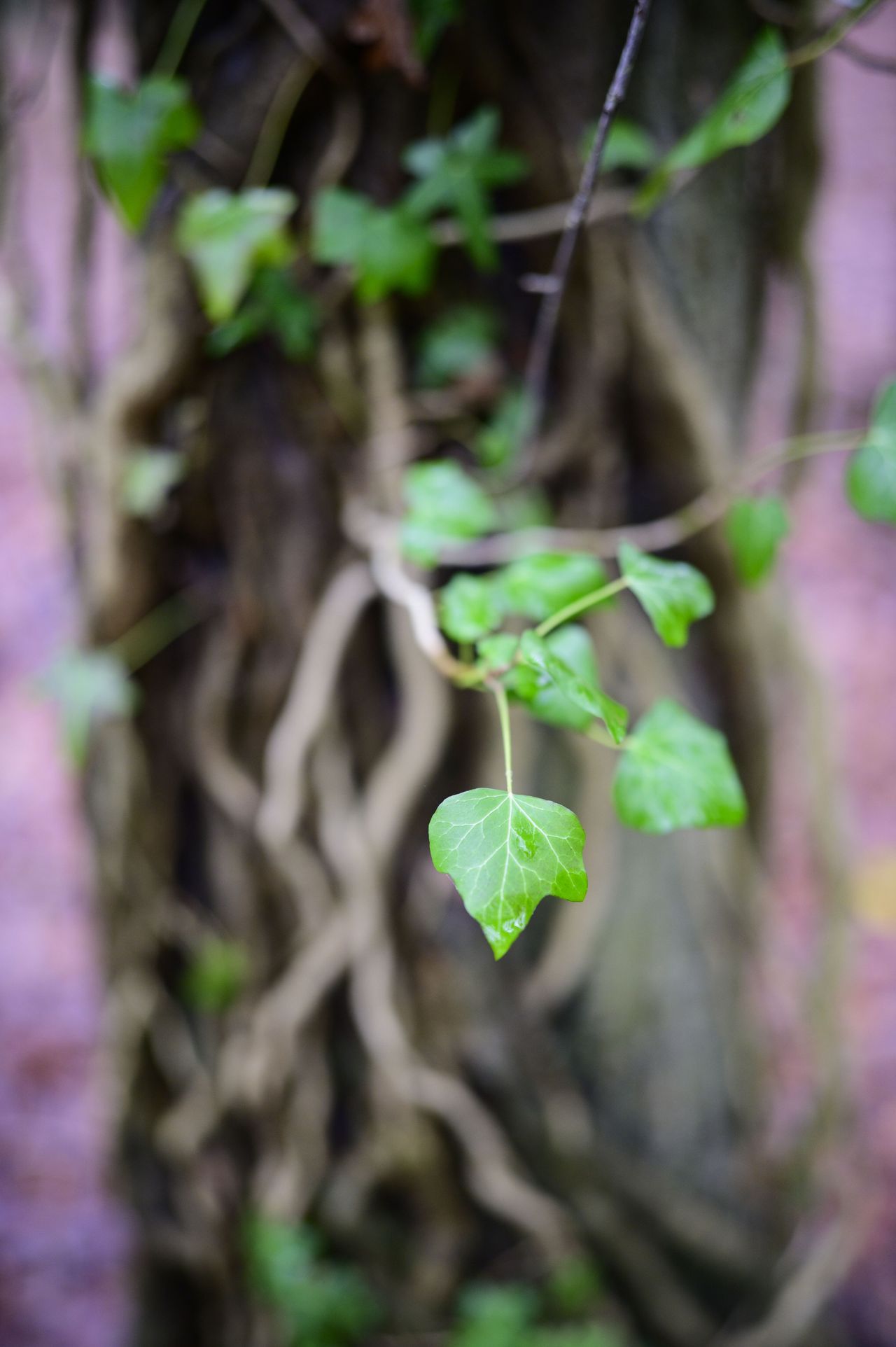 Viltrox AF 35mm F1.2 LAB lens sample gallery: ivy on a tree