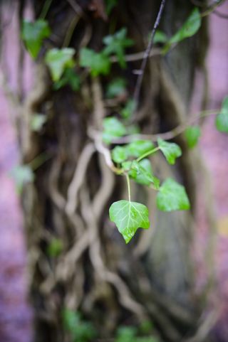 Viltrox AF 35mm F1.2 LAB lens sample gallery: ivy on a tree