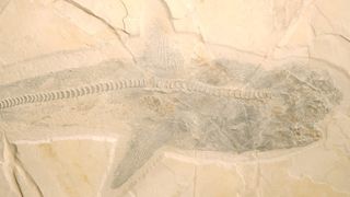 Photograph of the shark fossil; angle showing full side view of the body.