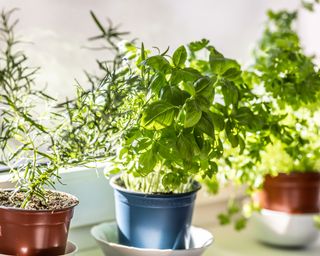 Potted herbs growing on windowsill: rosemary, basil, and parsley