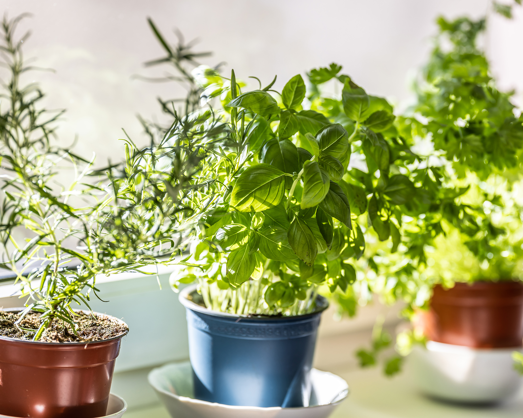 How To Grow A Windowsill Full Of Veggies This Winter, According To A Top Gardening Expert