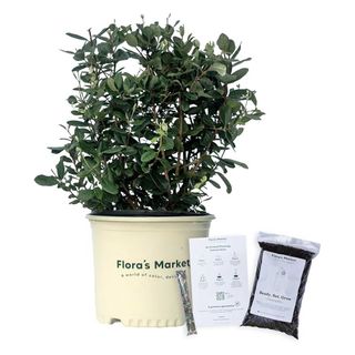 Flora's Market pineapple guava in pot with white background