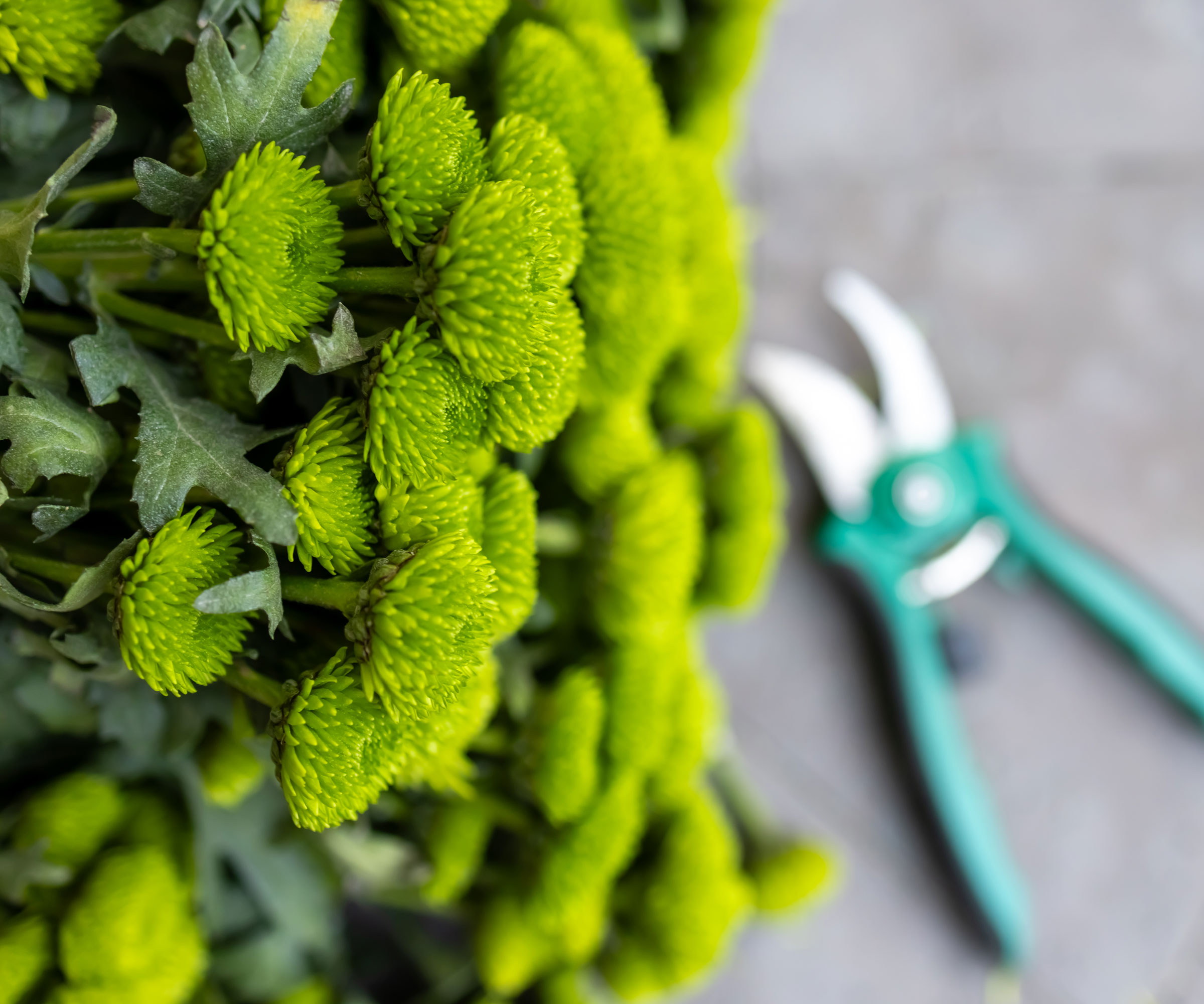 green mums with pruning shears nearby