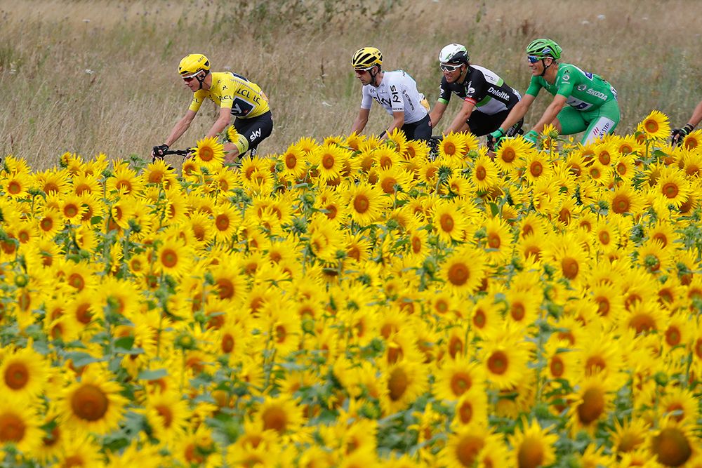 Chris Froome rides among the sunflowers during stage 11 at the Tour de France