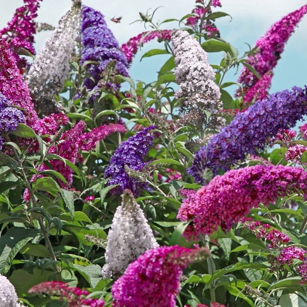 Perfecta Trifecta Butterfly Bush - Quart Container