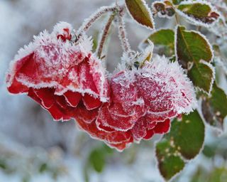 Frost-covered red roses in winter