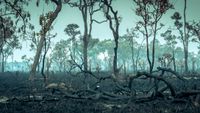 Scorched trees in the Amazon rainforest.