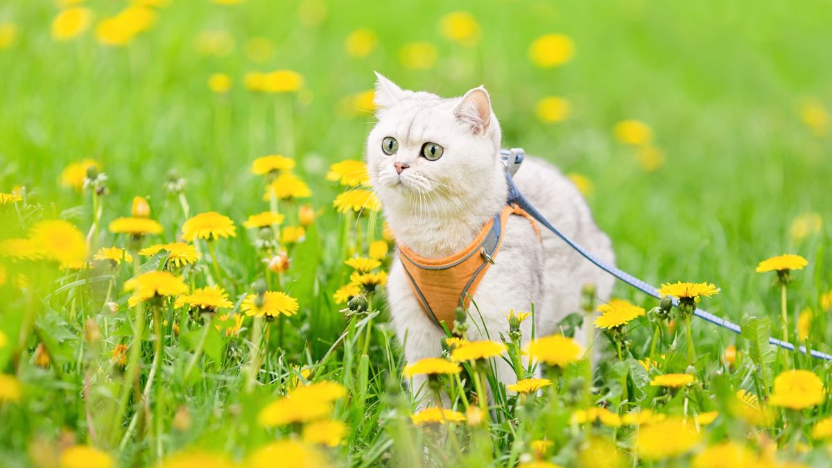 Cat wearing harness