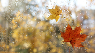 condensation on a window with brown and yellow autumn leaves stuck to the window on the other side
