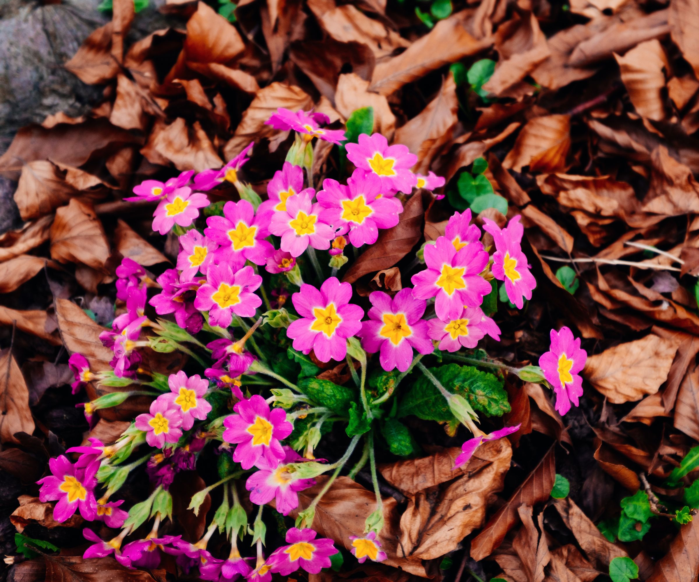 Pink flowered primrose pushing its way up through last autumn&amp;rsquo;s beech leaves.