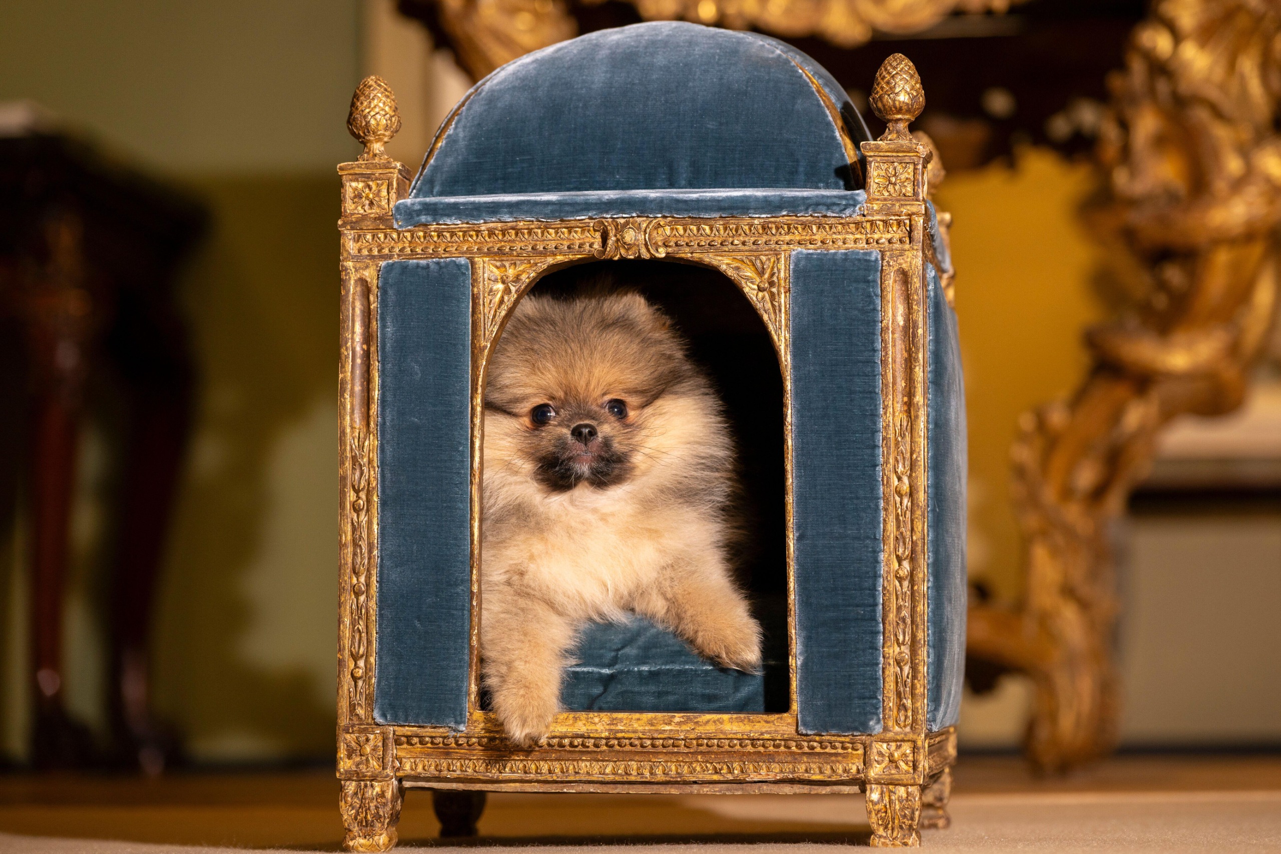 A fluffy tan Pomeranian puppy peeks out of an ornate, gilded miniature chair upholstered in blue velvet, with one paw resting over the edge.
