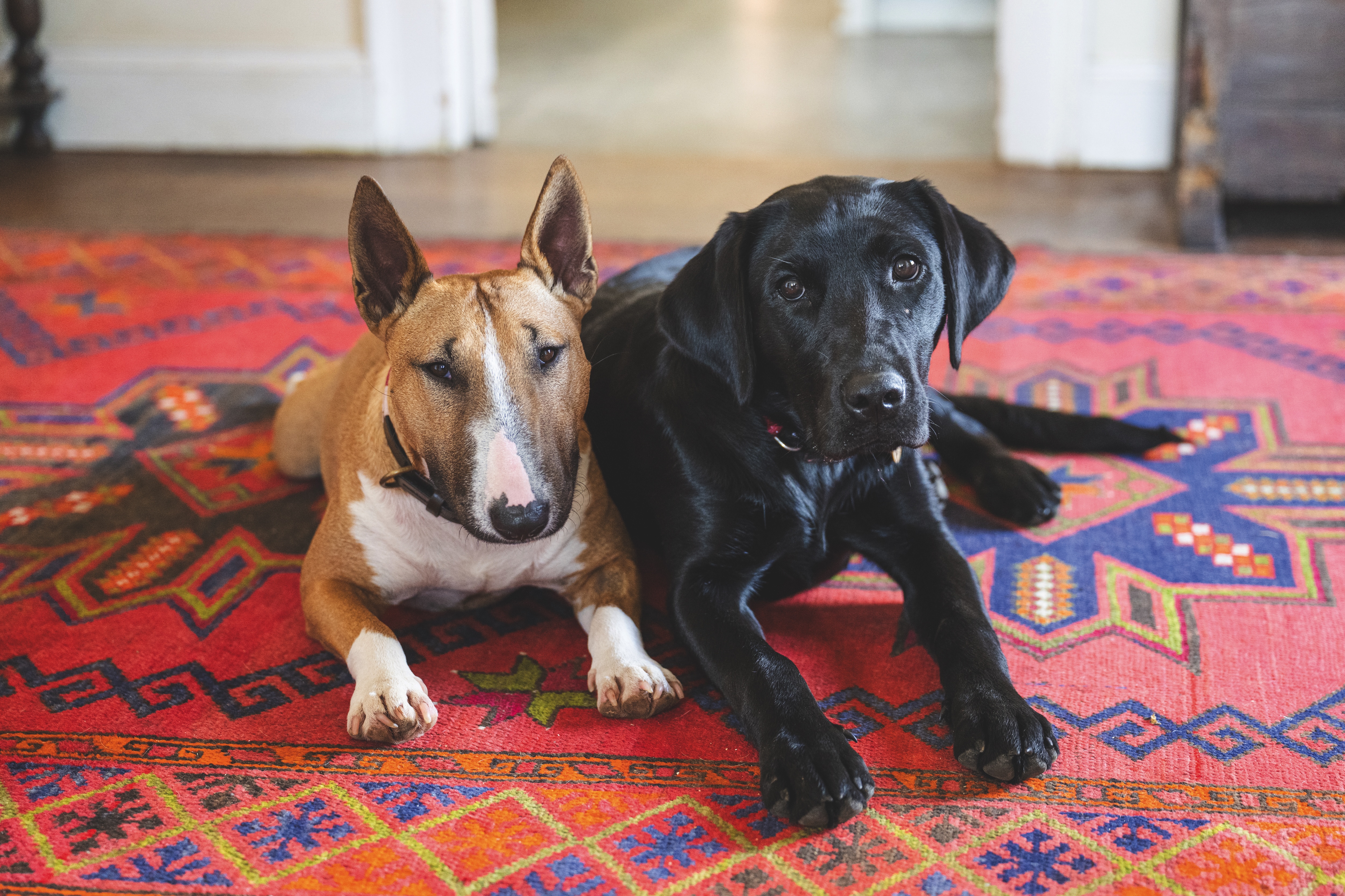Peggy lies next to a black labrador looking cute