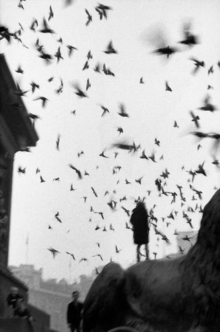 Photograph by Sergio Larrain of a flock of birds in Trafalgar Square, London, in 1959.