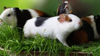 Three guinea pigs walking on grass