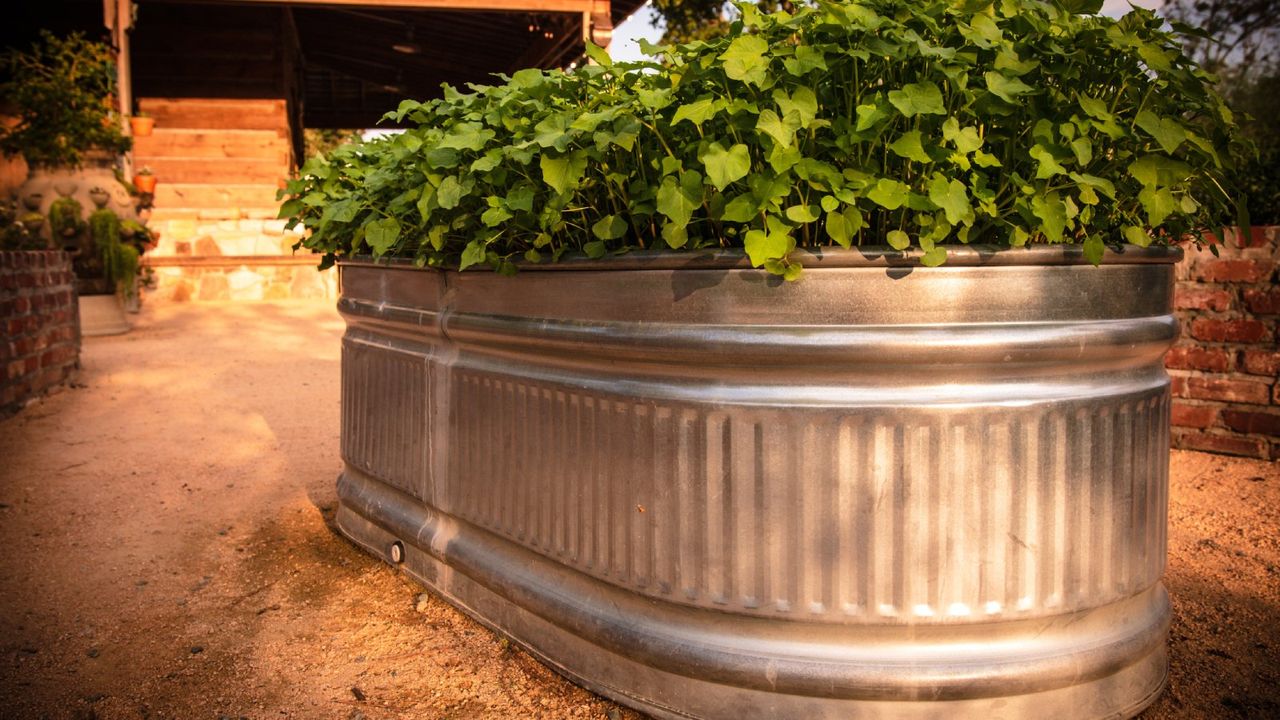 Plants growing in a metal raised bed