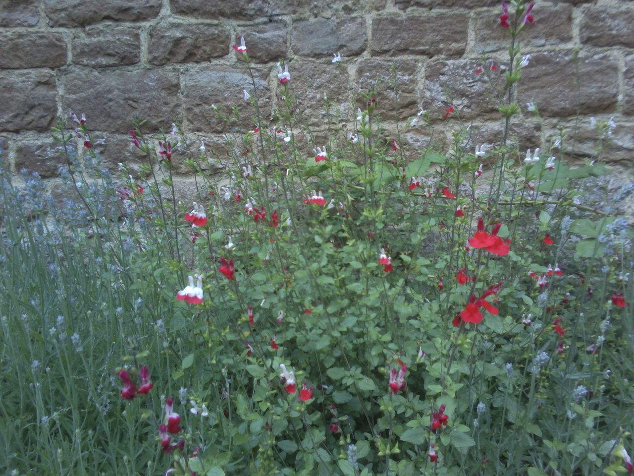VTech KidiZoom Duo FX camera sample images, close up of flowers