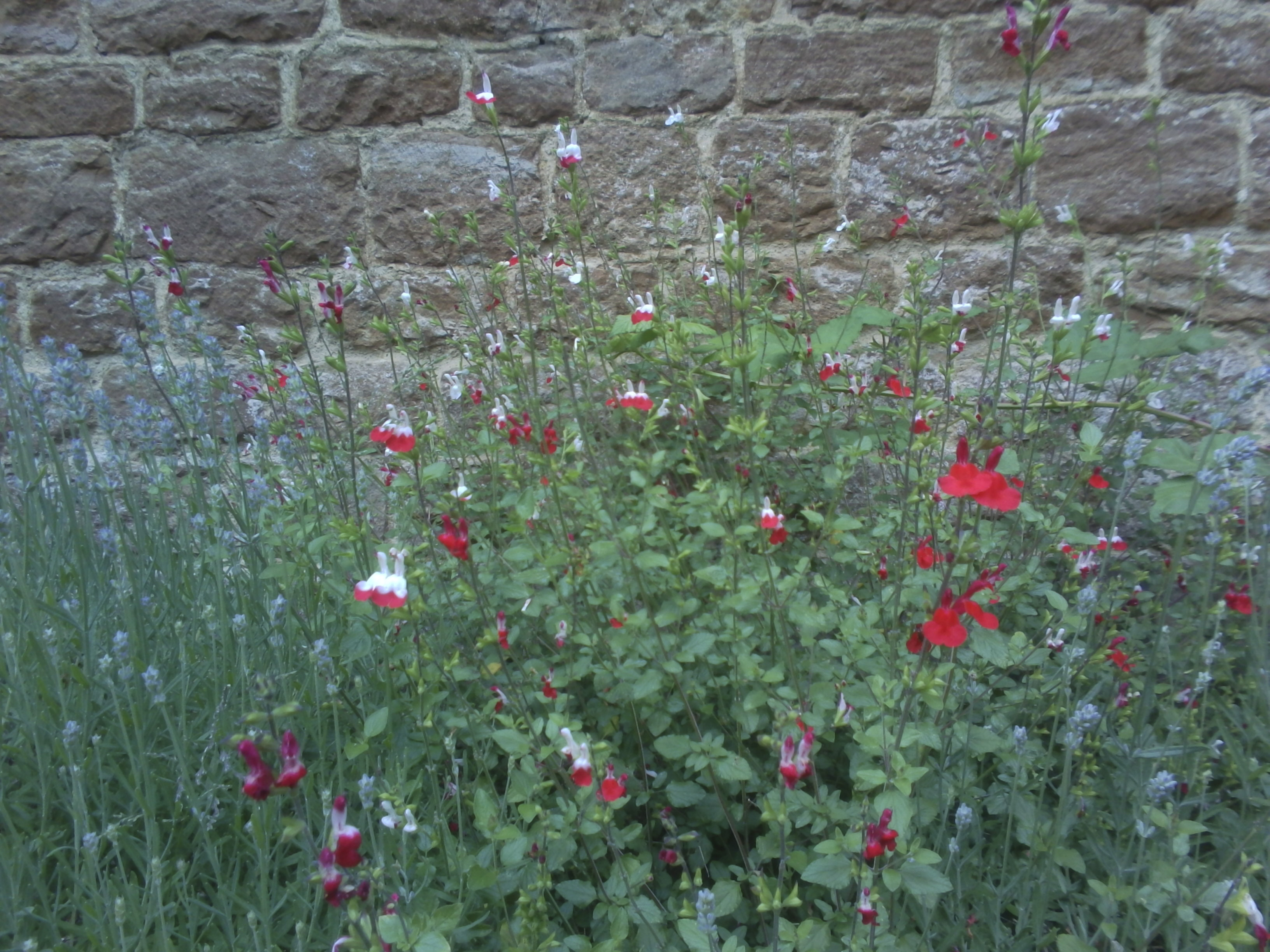 VTech KidiZoom Duo FX camera sample images, close up of flowers